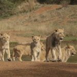 Land4Lions