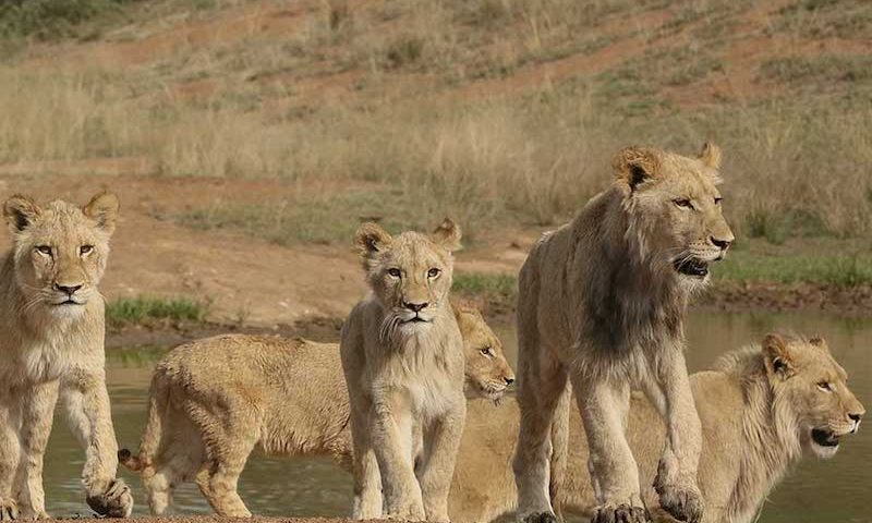 Land4Lions