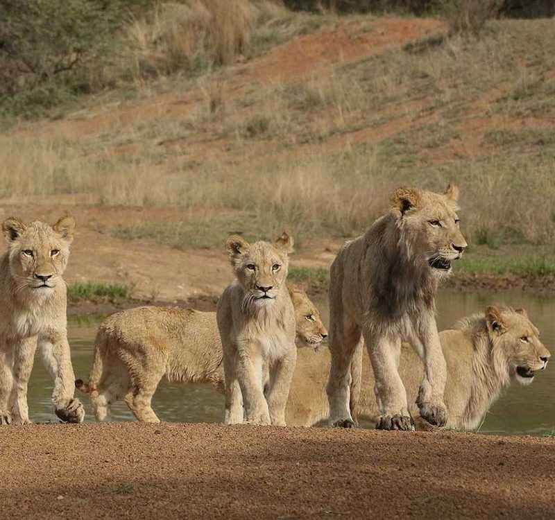 Land4Lions