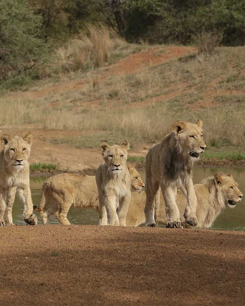Land4Lions