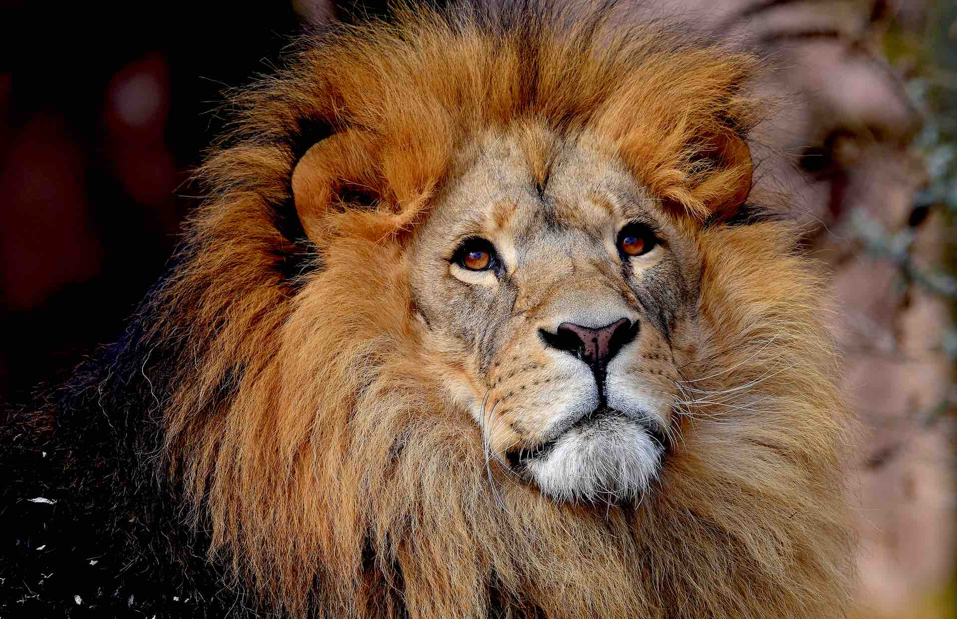 land4lions