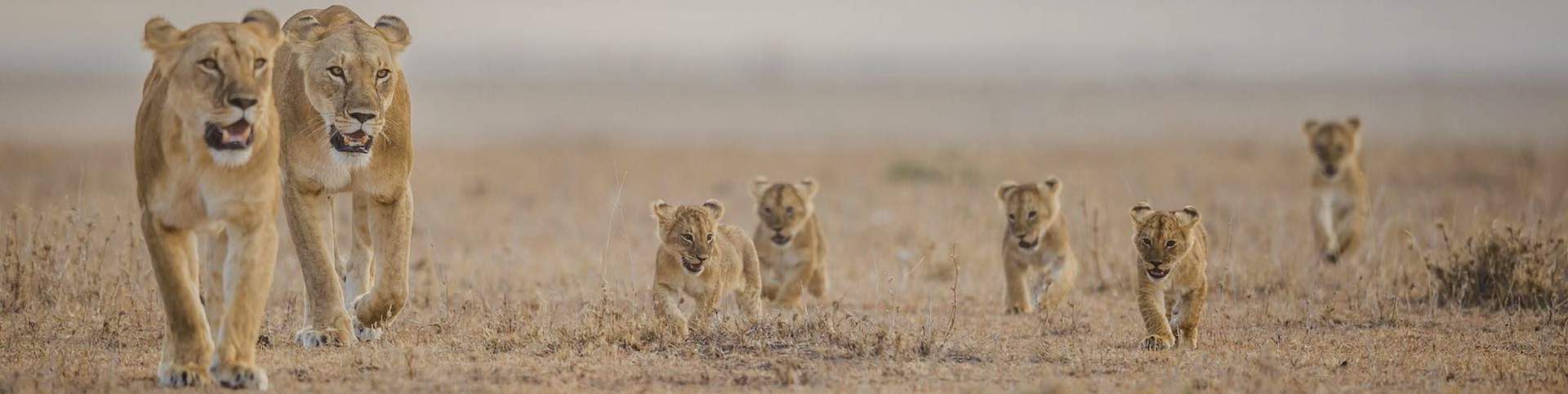 Land4Lions