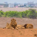 Land4Lions