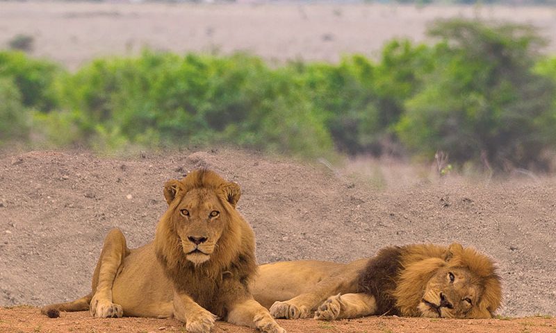 Land4Lions