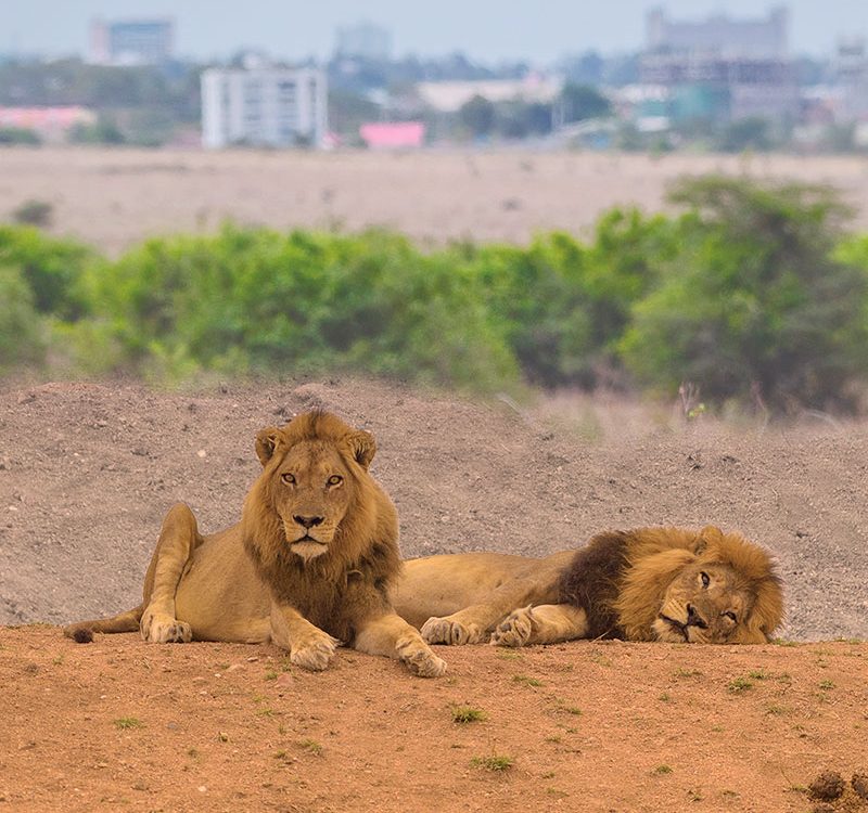 Land4Lions