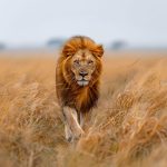 Land4Lions