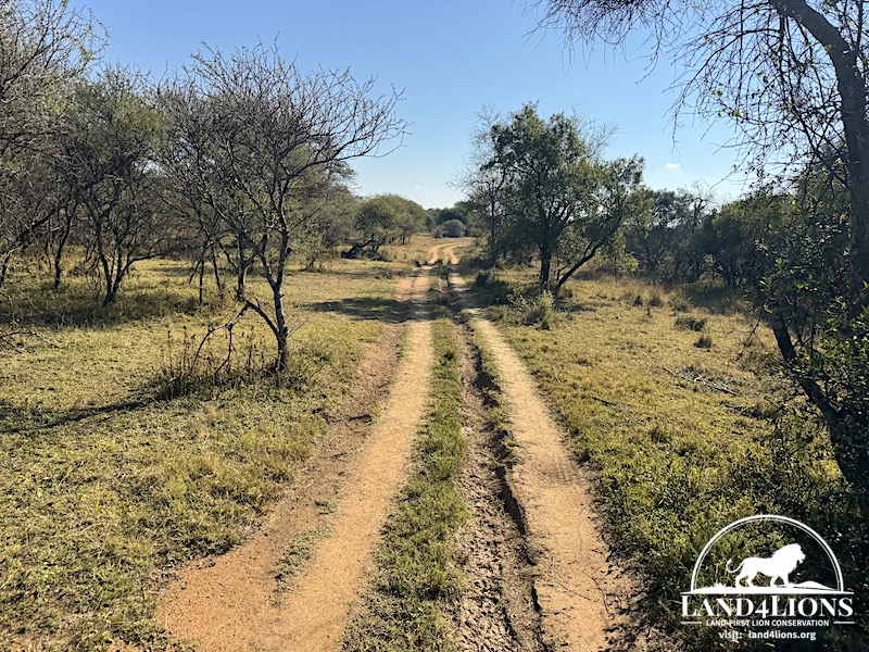 land4lions
