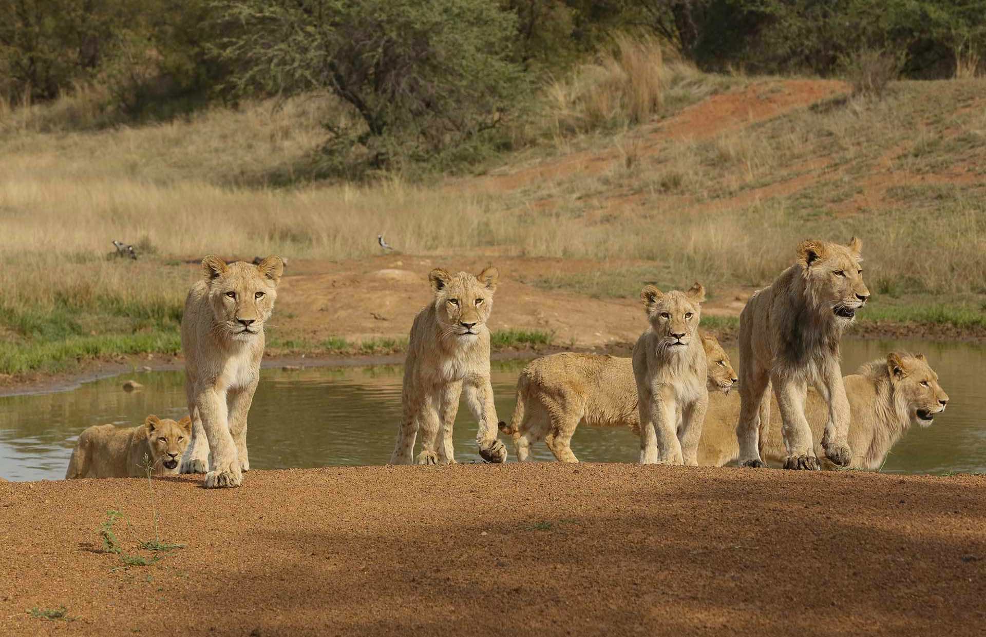 Land4Lions
