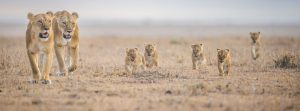 Land4Lions