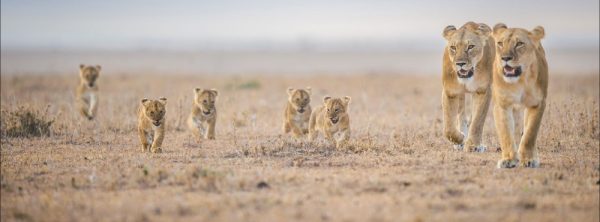Land4Lions